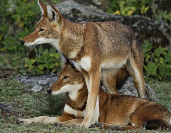 4 days Bale Mountain Trekking and wild life tour