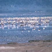 1200px-Lake_Nakuru_flamingos (1)