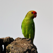 black-winged lovebird 1