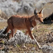 1920px-Ethiopian_wolf_Canis_simensis_citernii