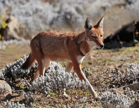 4 days Bale Mountain Trekking and wild life tour itinerary