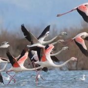 simien mountain birding