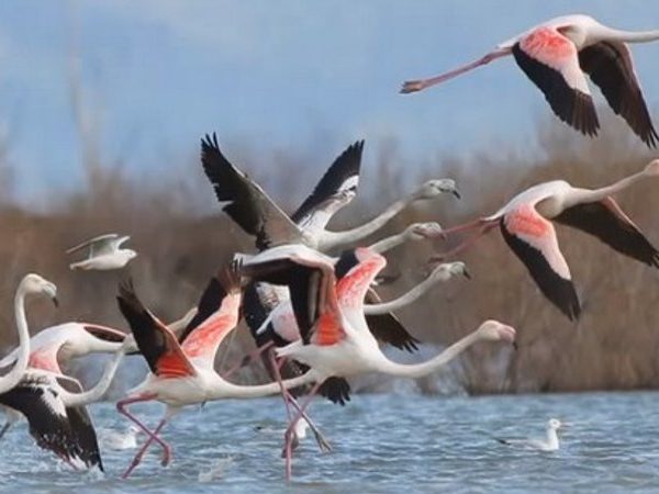 Ethiopia Birding & Wildlife Safari – 7-Day Itinerary