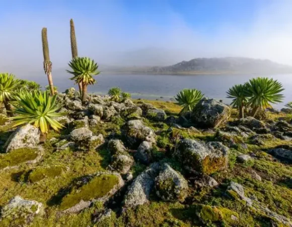 Bale Mountains & Omo Valley Cultural Safari – 8 Days