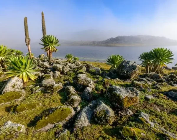 Bale Mountains & Omo Valley Cultural Safari – 8 Days