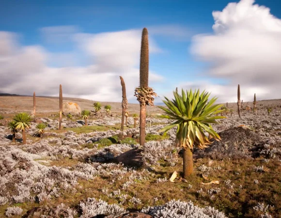 4 Days Bale Mountains Trekking & Wildlife Tour Tour Overview