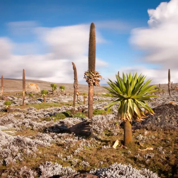 4 Days Bale Mountains Trekking & Wildlife Tour Tour Overview