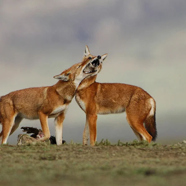 Bale Mountains & Omo Valley Cultural Safari – 8 Days