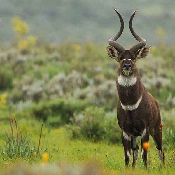 4 days Bale Mountain Trekking and wild life tour