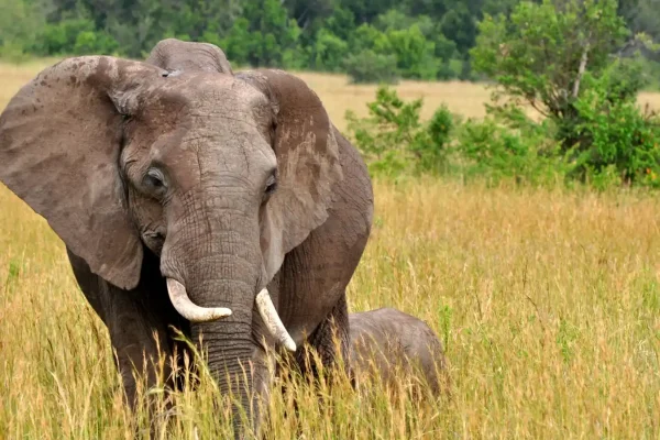 Chebera-churchura-np-elephants (1)